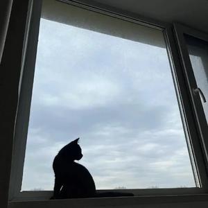 我爱你但是我要回家（翻唱）