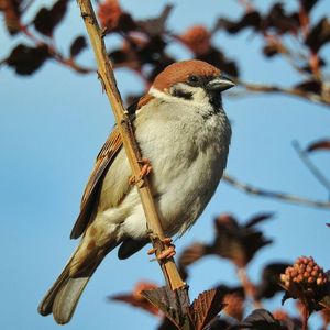 鸣音翱翔——纯音乐