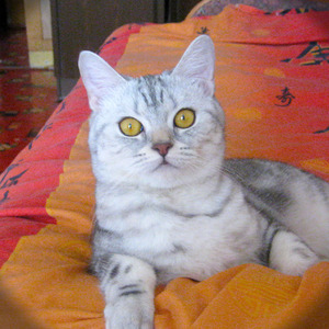 Suzi