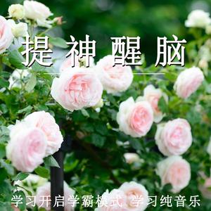 记忆力强化（放松纯音乐）