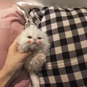 百鬼阴阳抄(柔情版)