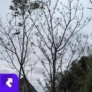 未说出口的爱 (现场)