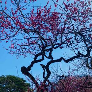 シンスポダンス