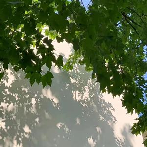 千年（若记忆不会苍老）