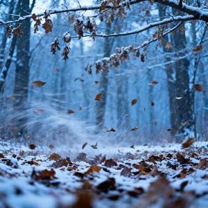 想你的风还是吹到了冬 (Cover 黑豆ado)