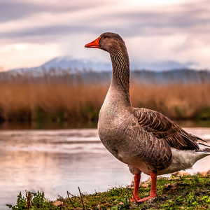 Семечки 7 Гусей (Guitar Edition )