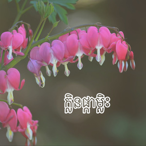 ក្លិនផ្កាម្លិះ