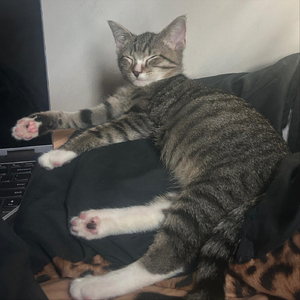 ladylike