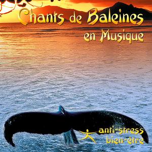 La Baleine Sirène Des Mers