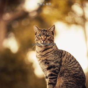 优美训练猫器乐