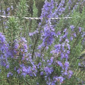 春風のメロディー(World Peace Song)