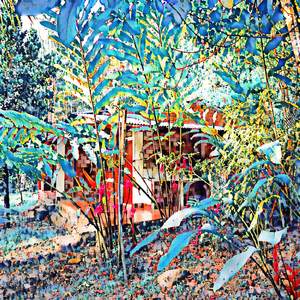 Jungle house