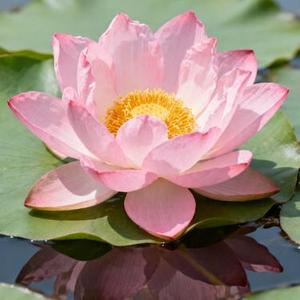 佛前问归路 (Cover 铃小花)