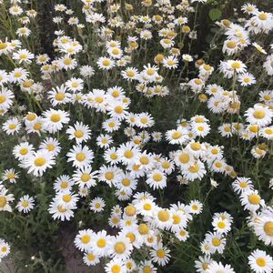 舒缓琴音与白噪引领的入眠之境