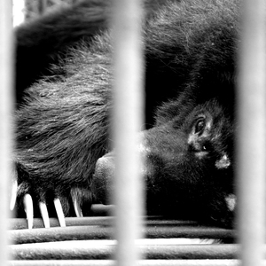 곰곰곰 나가자, 문문문 열고