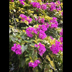 爱是远去的黄昏