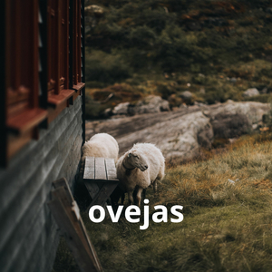Ovejas