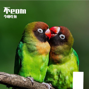 风信子与季候鸟