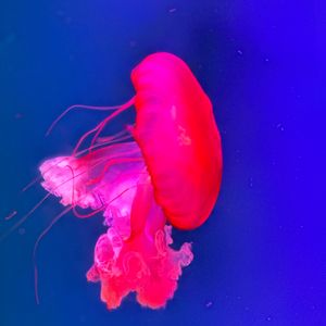 昨晚我梦见我学会了游泳