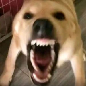 撕咬进行曲