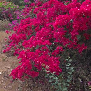 こころの花が咲く(World Peace Song)