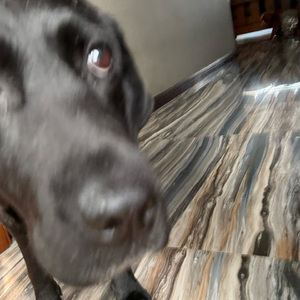 Le Chien de l’Amour