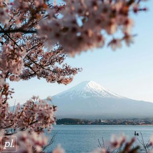 a better life somewhere new