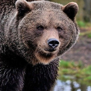 Fode Com Jetta da Quadrilha do Urso