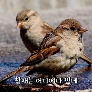 참새는 어디에나 있네