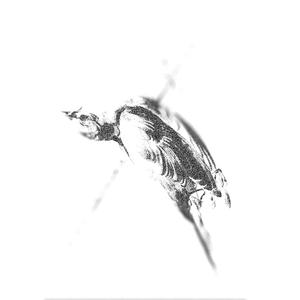 prospect