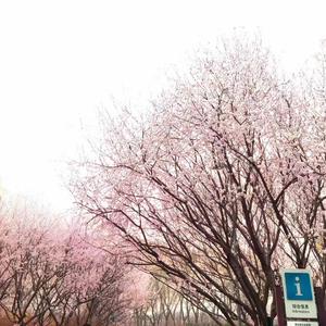 后来（Cover：刘若英）