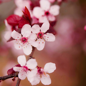 Plum Flower