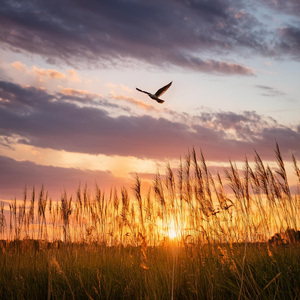 Desentrañando La Tranquila Armonía