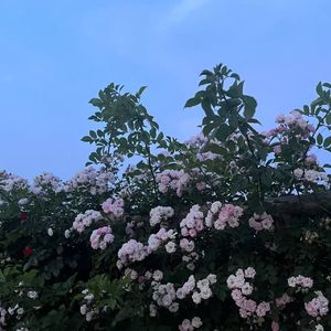 我知道你不爱我