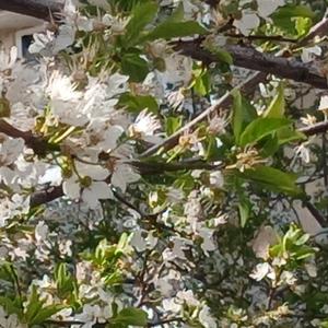 Tırnaklarım kanıyor