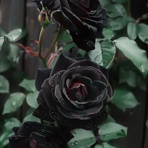 黑色的情人节的思念