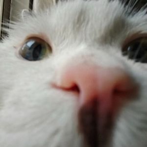 毛毛