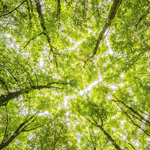 Fresh Summer Morning