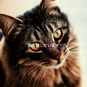 Happy Backdrops for Coffee in Tokyo