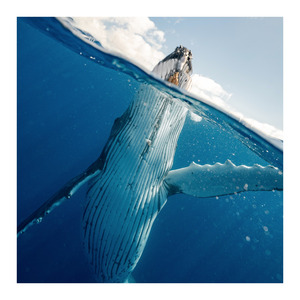 Crashing Waves With Seaguls