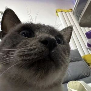 梦想之家