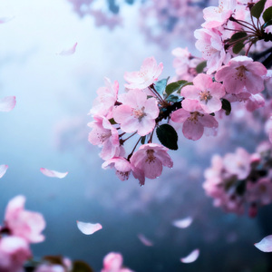 【旋律说唱】海棠花海