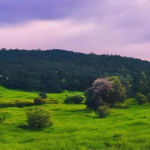 山鸟与鱼本就不同路