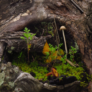 Salvador (Radio Edit)