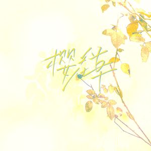 樱花草