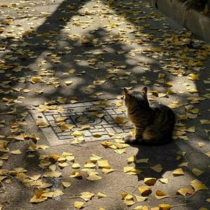 乘风而来踏云而去