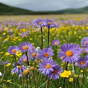 挖心的直令 (DJ版)