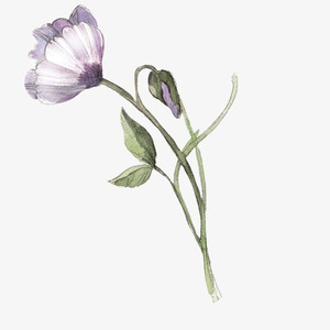 秋酿（Cover房东的猫）