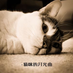 猫咪的月光曲 (尤克里里)
