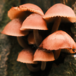 Fungus